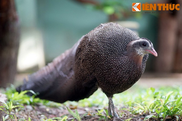 Chim có đẩu nhỏ, mỏ đỏ, đỉnh đầu được trang trí bằng các lông vũ màu trắng dựng đứng. Trĩ sao trống có đuôi thuôn dài và rộng bản với 12 lông vũ dài gần tới 2m. Trĩ sao mái nhìn gần tương tự, với mào và đuôi ngắn hơn.