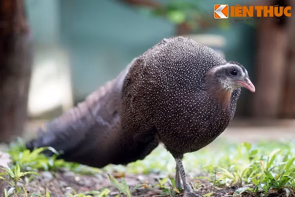 Chim có đẩu nhỏ, mỏ đỏ, đỉnh đầu được trang trí bằng các lông vũ màu trắng dựng đứng. Trĩ sao trống có đuôi thuôn dài và rộng bản với 12 lông vũ dài gần tới 2m. Trĩ sao mái nhìn gần tương tự, với mào và đuôi ngắn hơn.