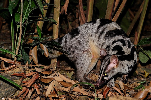 Cầy vằn bắc có tên khoa học là Chrotogale owstoni. Đây là loài cầy có kích thước trung bình, quý hiếm và thường sống trong các khu rừng và thung lũng có cây gỗ ở ven sông.