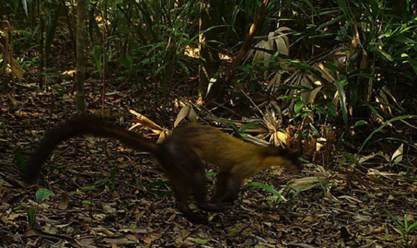 Ngoài ra còn một số loài như Gà tiền mặt vàng (Polyplectron bicalcaratum), Gà so Trung Bộ (Arborophila merlini) và một số loài thú như Thỏ vằn (Nesolagus timminsi), Sơn dương (Capricornis milneedwardsii maritimus)…