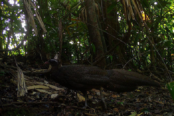 Cá thể Trĩ Sao có tên khoa học là Rheinardia ocellata, là một trong những loài chim đẹp nhất tồn tại trong thiên nhiên hoang dã ở Việt Nam. Chúng có kích thước khá lớn, sở hữu bộ lông màu nâu hoặc xám đen với vô số đốm trắng nhỏ, trông như bầu trời sao.