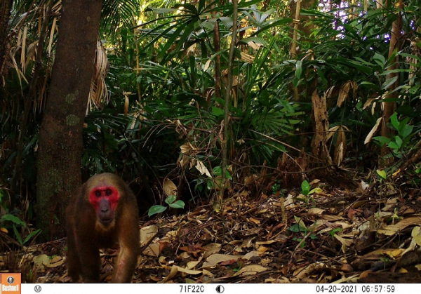 Ngoài ra, bẫy ảnh còn ghi nhận nhiều cá thể động vật khác như khỉ Mặt đỏ (Cacajao calvus), nằm trong danh mục Sách đỏ Việt Nam, là loài động vật rừng nguy cấp, quý hiếm nhóm IIB.