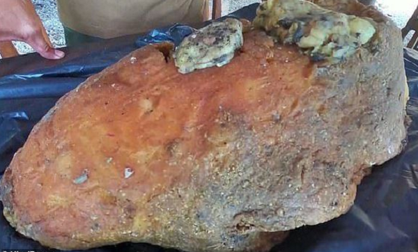 Thức ăn của cá nhà táng chủ yếu là mực nang, bạch tuộc và trong khoang miệng của các loài động vật này có hàm bằng chất sừng dẻo cứng và răng, không dễ tiêu hóa.