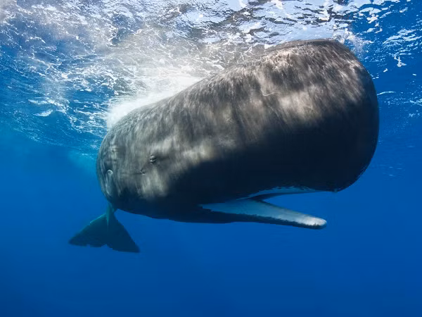 Long diên hương (còn gọi là long duyên hương) là một chất sáp màu xám được tạo thành trong hệ tiêu hóa của cá nhà táng. Đây là một nguyên liệu giá trị được dùng làm thuốc và nước hoa.
