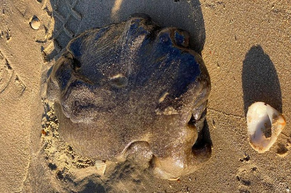 Thời gian diễn ra quá trình oxy hóa quyết định chất lượng và giá trị của long diên hương. Nhà thu mua long diên hương nổi tiếng người Pháp Bernard Perrin ví nó như một loại rượu ngon, càng để lâu càng trở nên hảo hạng.