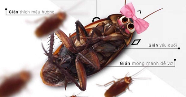 Gián là loài động vật có năng lực siêu phàm, chúng thậm chí có thể chịu đựng phóng xạ và được tìm thấy không xa nơi xảy ra vụ đánh bom hạt nhân Hiroshima trong khi mọi sinh vật khác đều bị xóa sổ.