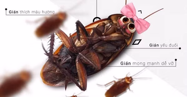 Gián là loài động vật có năng lực siêu phàm, chúng thậm chí có thể chịu đựng phóng xạ và được tìm thấy không xa nơi xảy ra vụ đánh bom hạt nhân Hiroshima trong khi mọi sinh vật khác đều bị xóa sổ.