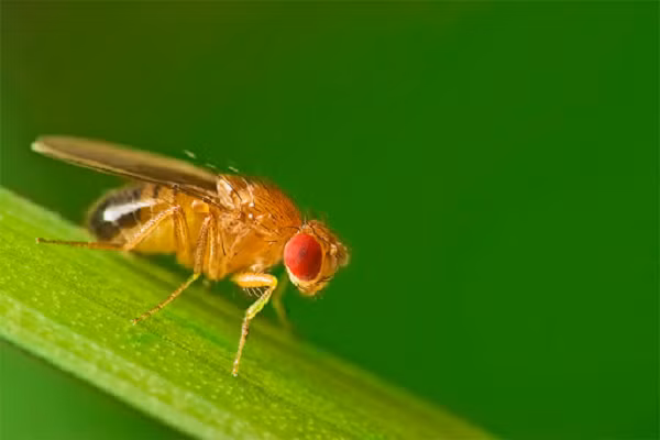 Ruồi giấm có thể chịu khoảng 64.000 đơn vị phóng xạ. Kích thước cơ thể nhỏ khiến chúng có ít tế bào chịu ảnh hưởng từ phóng xạ hơn và bề mặt hấp thụ phóng xạ cũng nhỏ hơn. Chúng có tốc độ sinh trưởng cực kỳ nhanh. Điều này giúp nó tiến hóa để thay đổi theo môi trường sống.