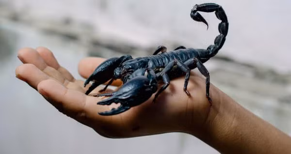 Các nhà khoa học tin rằng loài bọ cạp có thể chịu phóng xạ hạt nhân. Bởi vì chúng không chịu tác động từ tia bức xạ tử ngoại và đông lạnh chờ hồi sinh sau đó. Chúng cũng có khả năng chống chịu rất tốt nên ít bị nguy cơ biến đổi gen theo môi trường.