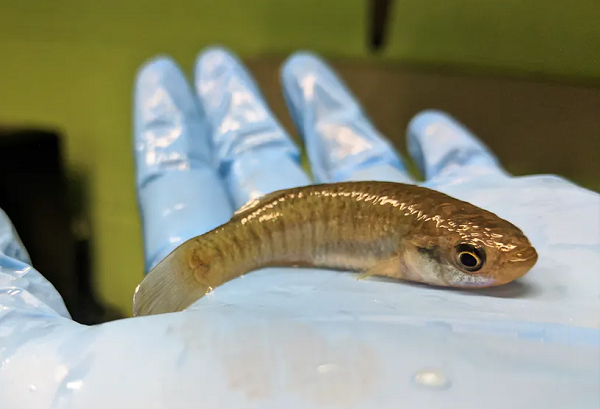 Cá Mummichog có thể sống ở mọi môi trường bất kể ô nhiễm, nóng, lạnh hay chứa đầy hóa chất. Chúng từng được đưa lên trạm vũ trụ và vẫn sống sót. Loài cá này còn có thể tái tạo các bộ phận cơ thể để đương đầu với môi trường mới, nâng cao khả năng sinh tồn.