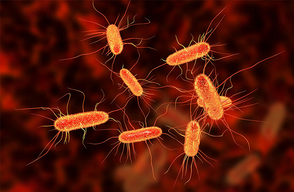 E.Coli - vi khuẩn sống trong ruột người và các động vật khác có thể tồn tại trong cả vật chủ sống hoặc chết, E.Coli cũng có thể tồn tại trong môi trường bức xạ gấp 6 lần khả năng chịu đựng của con người.