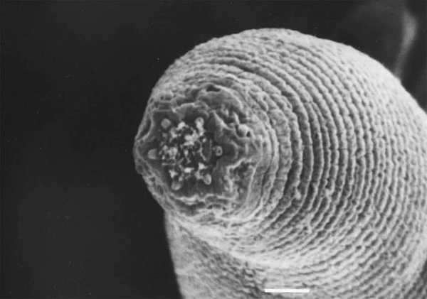 Giun ma quỷ (The Devil Worm) được nhìn thấy ở dưới kính hiển vi và sở hữu khả năng sống sót ở nhiệt độ cũng như áp suất vô cùng khắc nghiệt. Nếu ngày tận thế xảy ra, chắc chắn đây là một trong những sinh vật ít bị ảnh hưởng nhất do chúng sống ở nơi sâu nhất Trái đất.