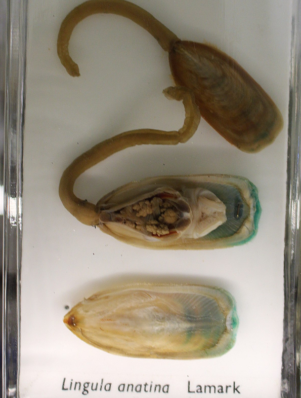 Ligulata là một loài động vật tay cuộn sống trên mặt đất, có lớp vỏ ở phần trên và dưới. Chúng tồn tại qua nhiều thảm họa diệt vong từ khi Trái Đất hình thành, tự chôn mình rồi chờ cơ hội phát triển sau khi mọi thứ qua đi. Ligulata sống lâu hơn 99% số sinh vật từng tồn tại trên Trái đất.