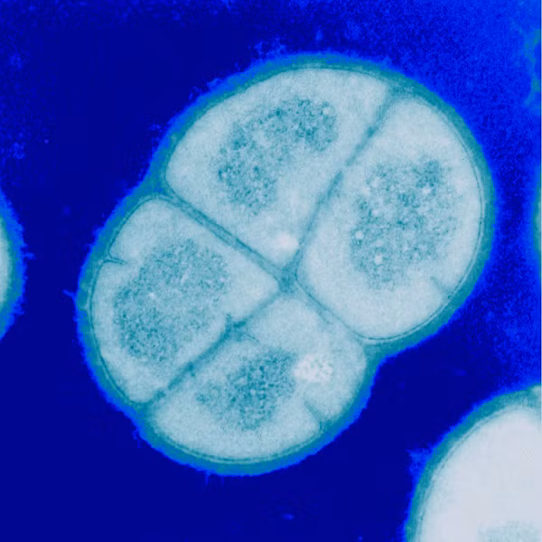 Vi khuẩn Deinococcus radiodurans được xem là loài sinh vật duy nhất có khả năng khôi phục lại bộ gen bị nứt làm hàng nghìn mảnh. Một nhóm các nhà nghiên cứu đã phát hiện những giai đoạn của sự phục hồi này cho phép con vi khuẩn sống lại sau khi trải qua mức độ bức xạ cực mạnh.