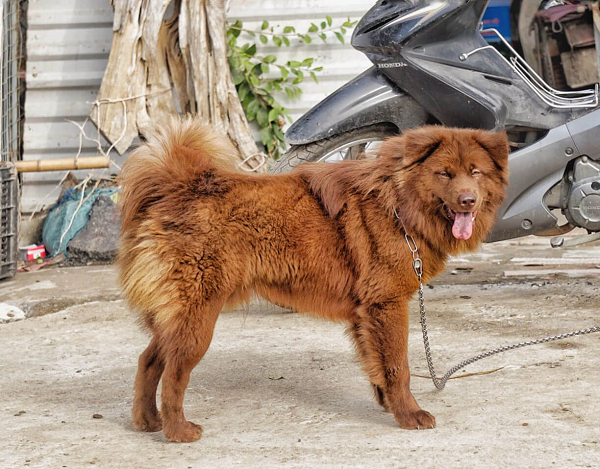 Chó Bắc Hà có chiếc đuôi lông xù dạng đuôi sóc, kích thước trung bình, khá săn chắc và dũng mãnh. Lông cổ dày và dài giống bờm sư tử. Màu lông chủ yếu là: vện, vàng, trắng, đen, xám, khoang.