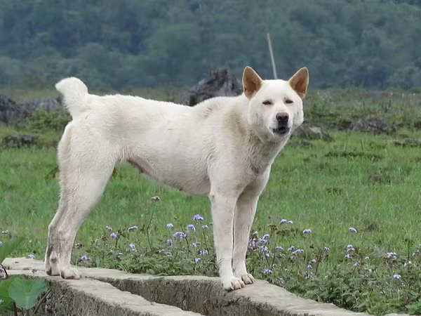 Chó H'Mông Cộc đuôi được đánh giá là giống chó có kích cơ tầm trung với chiều cao trung bình của một cá thể trưởng thành ở khoảng 45-55cm và cân nặng 15-25kg. Thường thì những cá thể mang giới tính đực sẽ có chiều cao cân nặng nhỉnh hơn giới tính cái một chút.