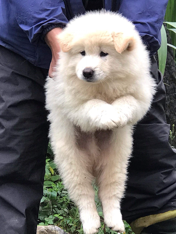 Chó Bắc Hà di chuyển nhanh nhẹn và linh hoạt kể cả ở địa hình đồi núi hiểm trở cộng thêm rất tinh khôn. Chúng nhạy bén với tiếng động nên được lựa chọn để làm chó săn hay chó nghiệp vụ.