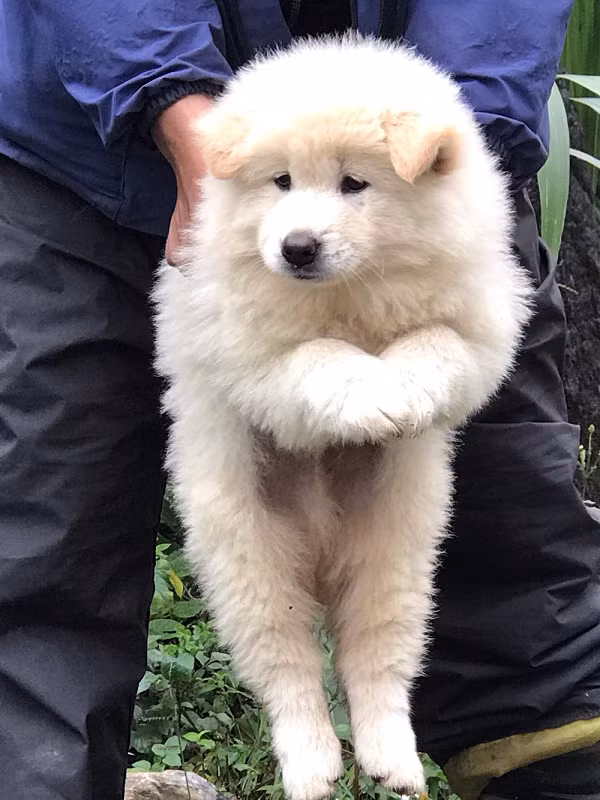 Chó Bắc Hà di chuyển nhanh nhẹn và linh hoạt kể cả ở địa hình đồi núi hiểm trở cộng thêm rất tinh khôn. Chúng nhạy bén với tiếng động nên được lựa chọn để làm chó săn hay chó nghiệp vụ.