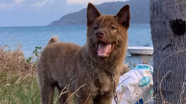 Do sinh ra và lớn lên ở vùng núi hoang sơ phía Tây Bắc nên chó H'Mông Cộc đuôi có sức đề kháng tự nhiên tốt. Chúng ít khi mắc bệnh hoặc nếu có chỉ bị ở thể nhẹ rồi tự khỏi. Bên cạnh đó, khả năng thích nghi của Mông Cộc rất tốt.