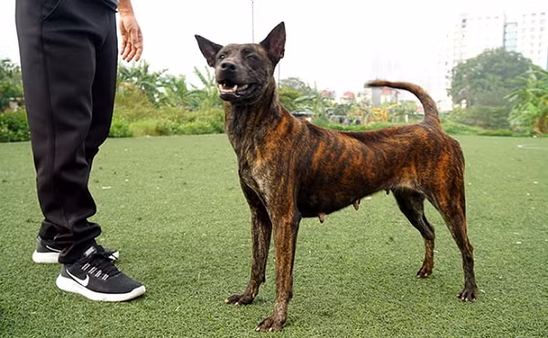 Chó Phú Quốc là một trong 3 giống chó Xoáy quý hiếm trên Thế giới (cùng với Xoáy Thái và xoáy Nam Phi). Ngoài đặc điểm chó Phú Quốc nổi bật là lông xoáy chạy dọc trên lưng, chúng còn sở hữu một số đặc điểm nổi bật khác giúp bạn dễ dàng trong cách nhận biết chó Phú Quốc thuần chủng.