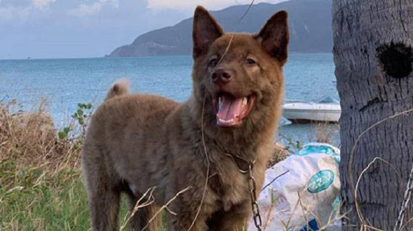 Do sinh ra và lớn lên ở vùng núi hoang sơ phía Tây Bắc nên chó H'Mông Cộc đuôi có sức đề kháng tự nhiên tốt. Chúng ít khi mắc bệnh hoặc nếu có chỉ bị ở thể nhẹ rồi tự khỏi. Bên cạnh đó, khả năng thích nghi của Mông Cộc rất tốt.