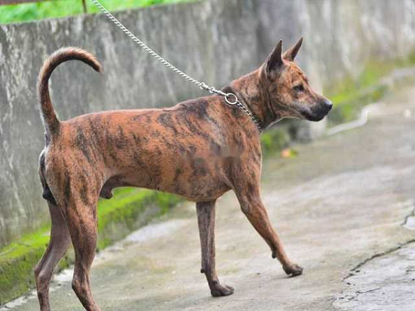 Trong số "tứ đại quốc khuyển", chó Phú Quốc được xem là loại thông minh, quý hiếm thuộc hàng top, hỗ trợ đắc lực trong công việc săn bắt tội phạm. Đã có chó Phú Quốc có tên là Lốc được người yêu chó săn đón với mức giá 350 triệu đồng.