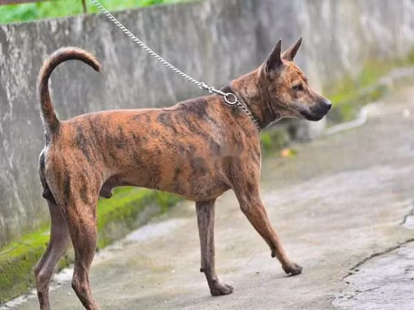 Trong số "tứ đại quốc khuyển", chó Phú Quốc được xem là loại thông minh, quý hiếm thuộc hàng top, hỗ trợ đắc lực trong công việc săn bắt tội phạm. Đã có chó Phú Quốc có tên là Lốc được người yêu chó săn đón với mức giá 350 triệu đồng.