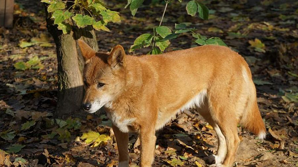 Chúng có thể vào rừng, săn bắt đủ loại thú như gà rừng, chuột núi, sóc núi… sau đó mang về cho chủ nhân. Chúng còn có thể làm "mồi nhử", lùa các loài thú, rắn độc vào trước họng súng của chủ săn.