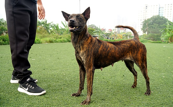 Chó Phú Quốc là một trong 3 giống chó Xoáy quý hiếm trên Thế giới (cùng với Xoáy Thái và xoáy Nam Phi). Ngoài đặc điểm chó Phú Quốc nổi bật là lông xoáy chạy dọc trên lưng, chúng còn sở hữu một số đặc điểm nổi bật khác giúp bạn dễ dàng trong cách nhận biết chó Phú Quốc thuần chủng.