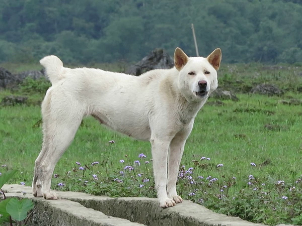 Chó H'Mông Cộc đuôi được đánh giá là giống chó có kích cơ tầm trung với chiều cao trung bình của một cá thể trưởng thành ở khoảng 45-55cm và cân nặng 15-25kg. Thường thì những cá thể mang giới tính đực sẽ có chiều cao cân nặng nhỉnh hơn giới tính cái một chút.