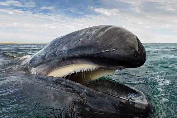 Packard đã ở trong miệng con cá khoảng 30-40 giây, ban đầu nghĩa rằng mình đang ở bên trong một con cá mập trắng lớn. Tuy nhiên, ông nhận ra con vật không có răng và cũng không có cảm giác đau đớn nào.