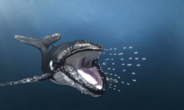 Theo các nhà khoa học biển, cá voi nói chung là loài thân thiện, chúng chưa từng được ghi nhận tấn công con người. Cá voi ăn nhuyễn thể, sinh vật phù du và bắt mồi bằng cách há miệng rất rộng để lấy bất cứ thứ gì ở xung quanh.