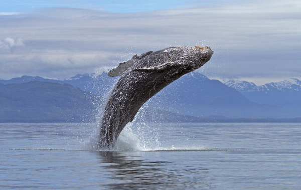Trước đây, vào năm 1891, một thủy thủ đã may mắn sống sót sau khi bị nuốt chửng vào bụng một con cá voi. ông Bartley mới 38 tuổi và là một thủy thủ, trong lúc đang đi đánh bắt cá đoàn của ông đã thấy một con cá voi lớn.
