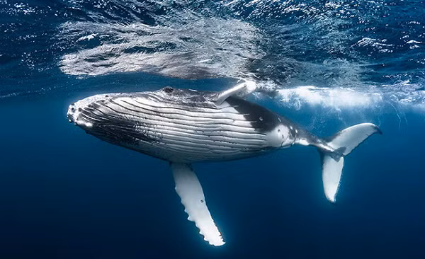 Tuy nhiên may mắn là sau đó con cá đã đẩy nạn nhân ra khỏi miệng. "Đột nhiên, con cá trồi lên, vừa lắc đầu, vừa phun nước. Tôi bị ném lên không trung và rơi trở lại mặt nước. Tôi đã thoát chết, thật không thể tin được.”, Packard nói.