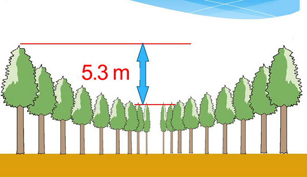 Họ đã trồng các cây tuyết tùng cách nhau 10 độ để cuối cùng tạo thành 10 vòng tròn đồng tâm ngày càng nhỏ gọn ở chính giữa. Sau nửa thế kỷ, thí nghiệm đã chứng minh mật độ trồng có ảnh hưởng đến sự tăng trưởng.