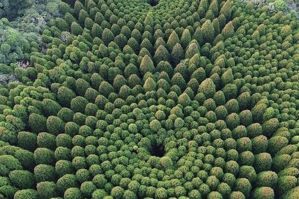 Những bức ảnh về vòng tròn cây được lan truyền trên mạng internet làm dấy lên nhiều thuyết âm mưu khác nhau, từ việc liên quan đến người ngoài hành tinh hay các thí nghiệm bí mật của chính phủ.