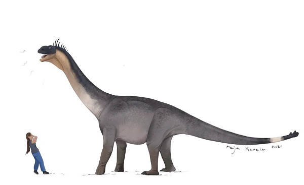 Năm 1989, người ta phát hiện thấy chóp đuôi của Shunosaurus có dạng hình chùy, có lẽ được dùng làm vũ khí phòng thủ trước các kẻ thù.