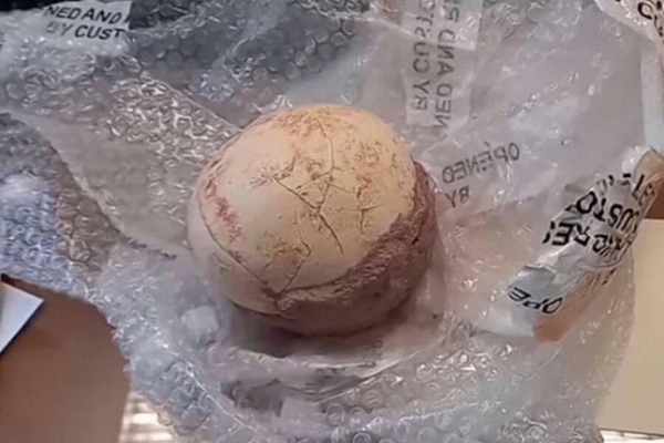 Trong quá trình kiểm tra hàng hóa thương mại điện tử nhằm chống lại việc nhập khẩu bất hợp pháp, các quan chức tại sân bay quốc tế của thành phố Bergamo phát hiện một quả trứng khủng long hóa thạch được bao bọc trong trầm tích đá trong một gói hàng.