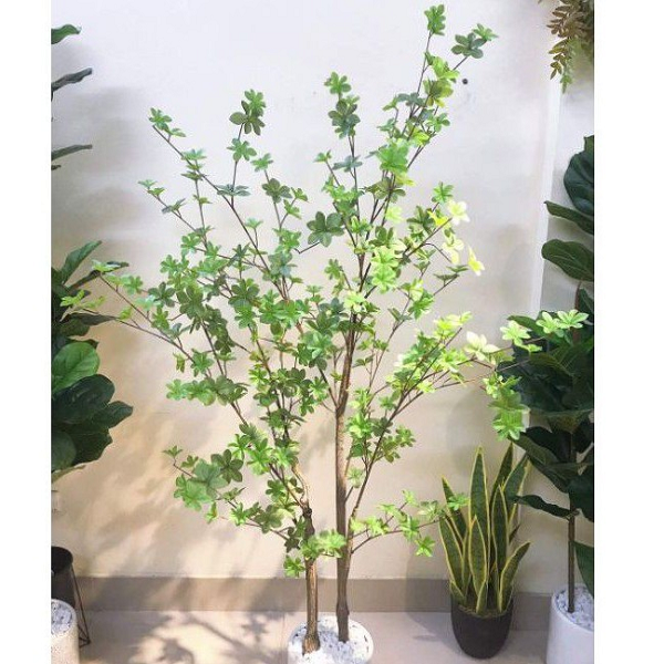 Chậu trồng cây thạch nam phải chọn phù hợp với lứa tuổi của cây và thay đổi dần những chiếc chậu lớn hơn theo cùng sự phát triển của rễ cây.