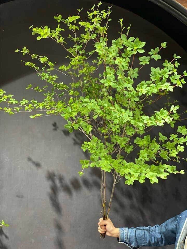 Thạch nam thuộc họ cây bụi rậm rạp, có thể cao tới 40cm, lá màu xanh nhạt. Chúng thường có ở những nước ôn đới như: Nhật Bản, Nga, Bỉ,...