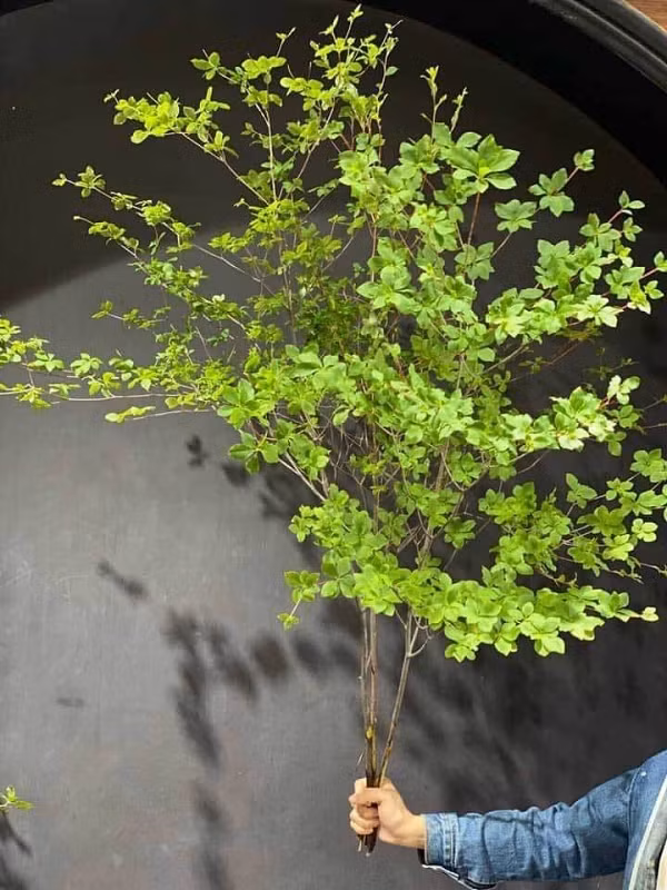 Thạch nam thuộc họ cây bụi rậm rạp, có thể cao tới 40cm, lá màu xanh nhạt. Chúng thường có ở những nước ôn đới như: Nhật Bản, Nga, Bỉ,...