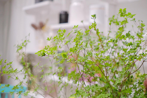 Khi hết mùa hoa, cây thạch nam vẫn có thể dùng trang trí trong một thời gian dài, đến khoảng tháng 10 trở đi là không còn. Vì vậy, nhiều người ráo riết săn lùng mua về chơi dịp này bởi lá màu xanh mang vẻ đẹp thanh tao, sang trọng.