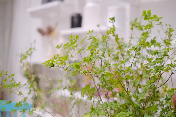 Khi hết mùa hoa, cây thạch nam vẫn có thể dùng trang trí trong một thời gian dài, đến khoảng tháng 10 trở đi là không còn. Vì vậy, nhiều người ráo riết săn lùng mua về chơi dịp này bởi lá màu xanh mang vẻ đẹp thanh tao, sang trọng.