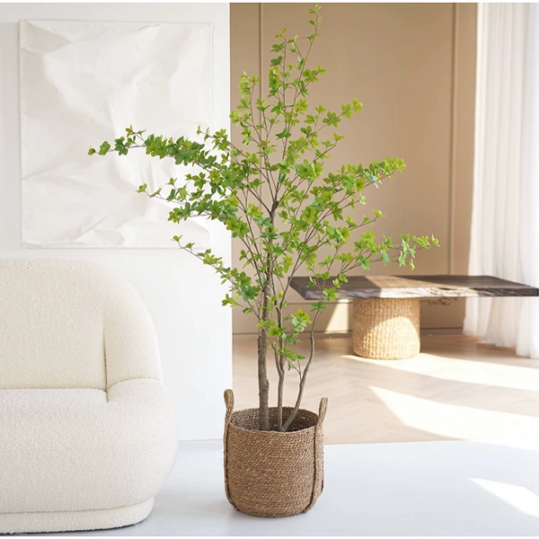 Đây là một trong những loại cây được ưa chuộng trồng trang trí trong nhà theo phong cách tối giản, đặc biệt cây thạch nam không có mùi hương nên ai cũng có thể chơi được.