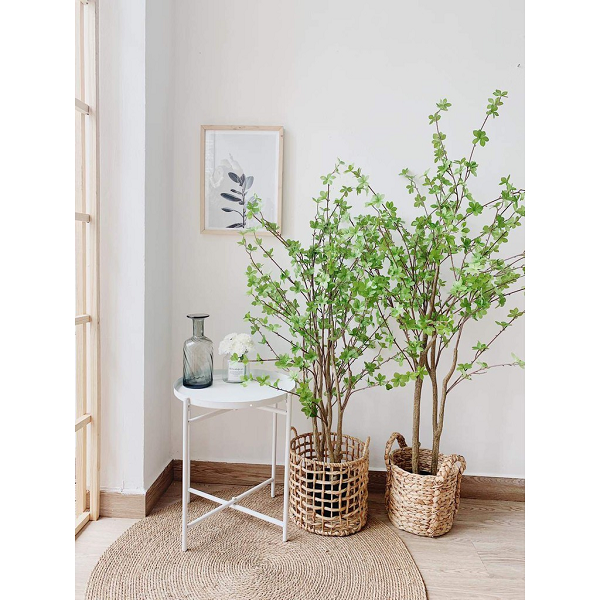 Cây thạch nam sống tốt và phát triển nhất trong loại đất chua. Nên bón thêm bùn và mùn để bổ sung đủ lượng chất hữu cơ cho cây. Hệ thống thoát nước tốt dưới chậu cũng rất quan trọng để rễ cây không bị ngập úng.