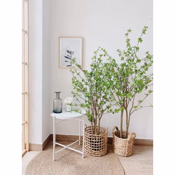 Cây thạch nam sống tốt và phát triển nhất trong loại đất chua. Nên bón thêm bùn và mùn để bổ sung đủ lượng chất hữu cơ cho cây. Hệ thống thoát nước tốt dưới chậu cũng rất quan trọng để rễ cây không bị ngập úng.