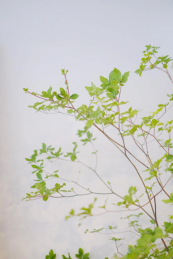 Khoảng tháng 8 là thời điểm thạch nam ra hoa, mọc các chùm dày đặc, màu sắc từ hồng, đỏ, tím giống như những chùm lựu đung đưa trong gió vô cùng đẹp mắt.