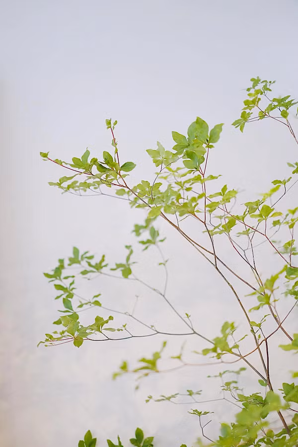 Khoảng tháng 8 là thời điểm thạch nam ra hoa, mọc các chùm dày đặc, màu sắc từ hồng, đỏ, tím giống như những chùm lựu đung đưa trong gió vô cùng đẹp mắt.