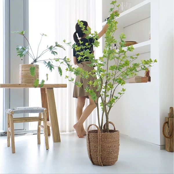 Đây không phải là loài cây của Việt Nam mà phải khẩu từ Nhật Bản nên giá thành khá đắt đỏ. Giá cây thạch nam dao động 300.000-600.000 đồng/cành, cao từ 1,3-1,6 mét. Thậm chí, có cành đẹp cao 2-2,2 mét giá lên đến 1,4 triệu đồng.