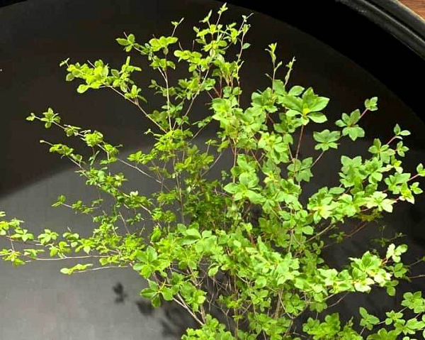 Khác với các chậu cây cảnh trong nhà, thạch nam ưa trồng trong những chiếc chậu nông và rộng. Đây là môi trường phát triển tốt nhất cho cây vì bộ rễ của nó sau vài năm phát triển sẽ lớn lên.